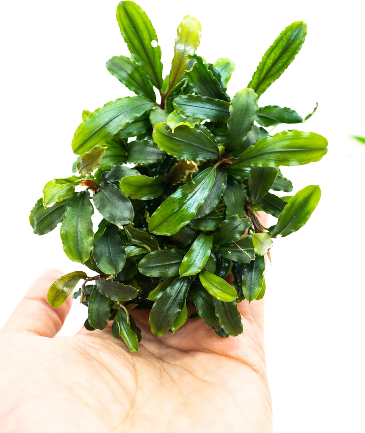 Bucephalandra Live Aquarium Plant Collection - Rare Aquatic Plants for Lush Aquarium Scapes, Natural Freshwater Fish Tank Decorations, Ideal Gift for Aquarists (Bucephalandra Pad (10+ Plants))