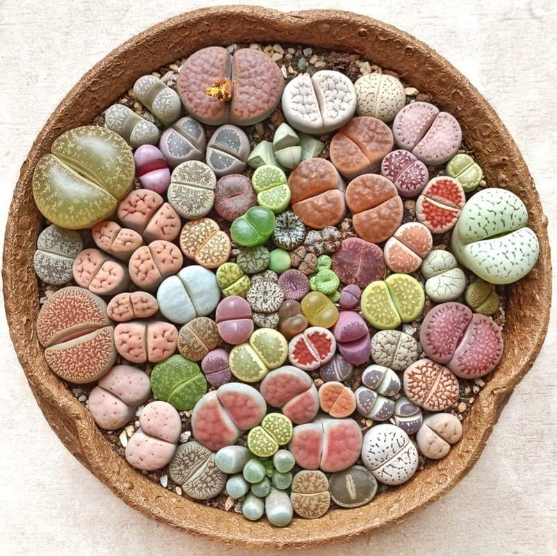 50 Mix Lithops Live Plants Succulent Living Stones 0.3 to 0.5 Inc Home Garden