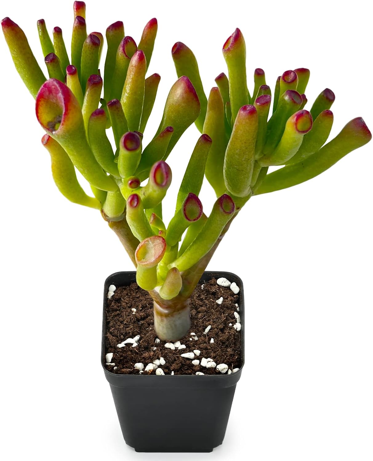 Sprout N Green Jade Succulent Collection, 4 Live Succulent Plant Fully Rooted in 2inch Starter Pot, Home Office Indoor Outdoor Wedding Decoration DIY Projects Party Favor