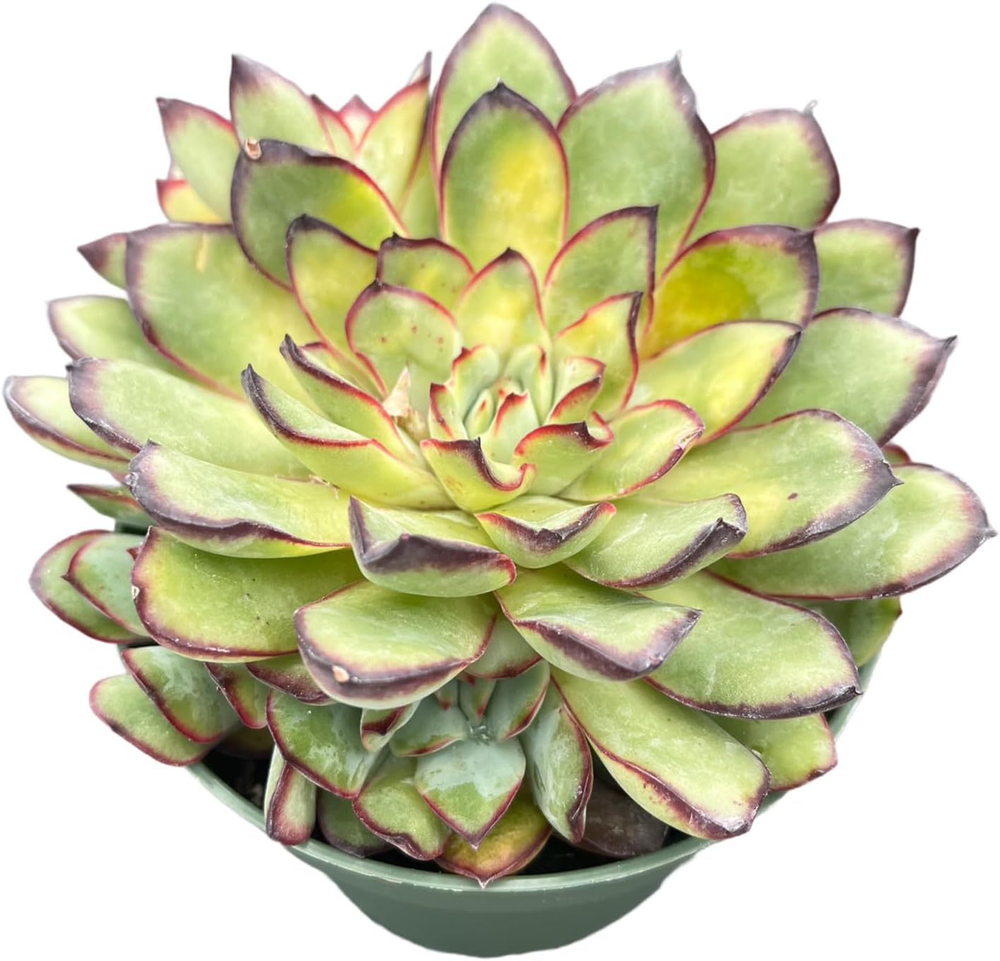 Live Succulents Echeveria 'Mexican-pulidonis' (4-inch), Succulent Plants Fully Rooted in Pots with Soil, Easy-Care House Plant for DIY, Home Office Decor, Wedding Party Favor