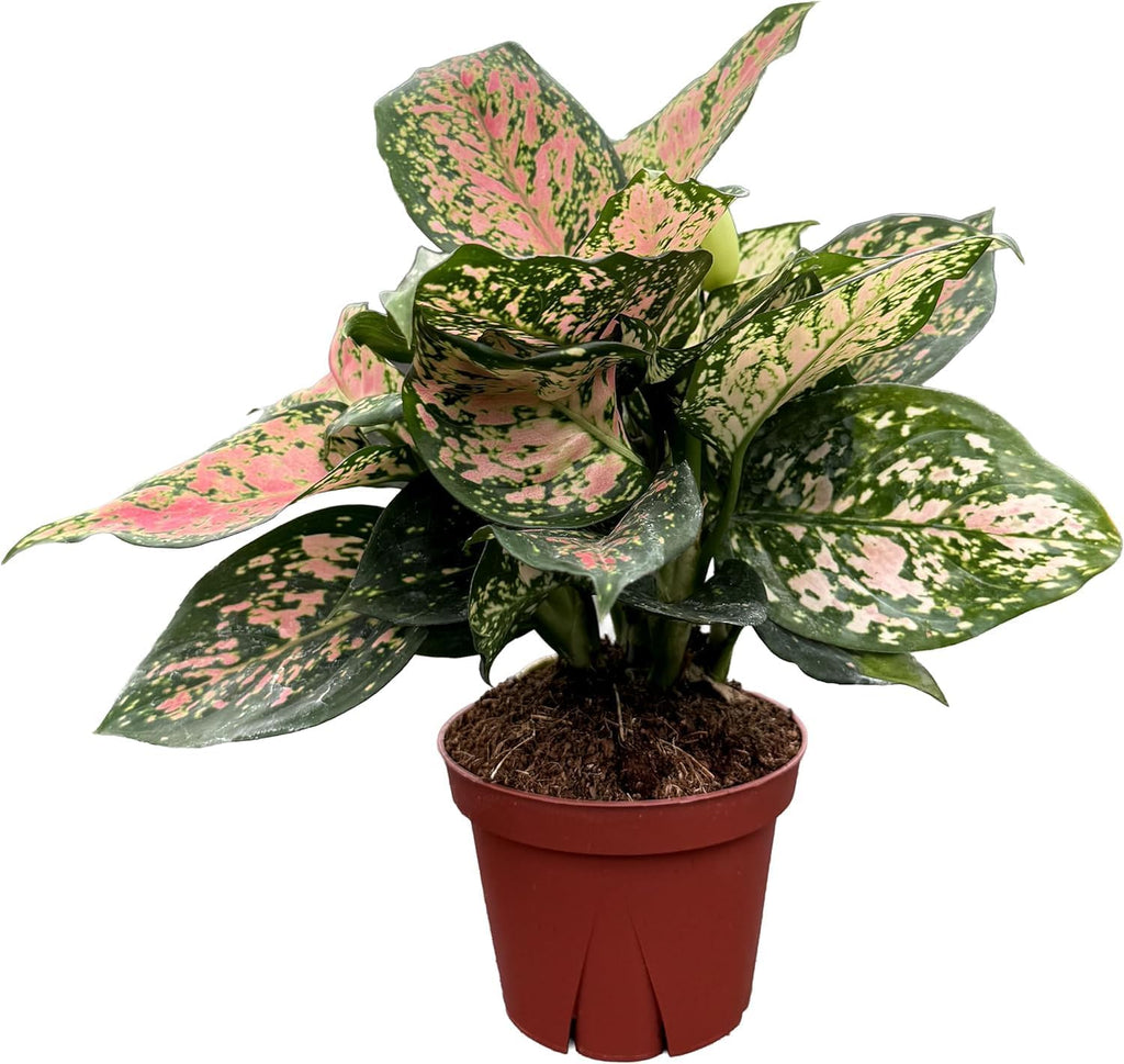 CoollectivePlants Aglaonema Katrina – Aglaonema Live Plant in 4” Grower’s Pot, Chinese Evergreen Plant Live, Green and Pink Variegated Foliage, Includes UniHeat Pack for Winter Protection