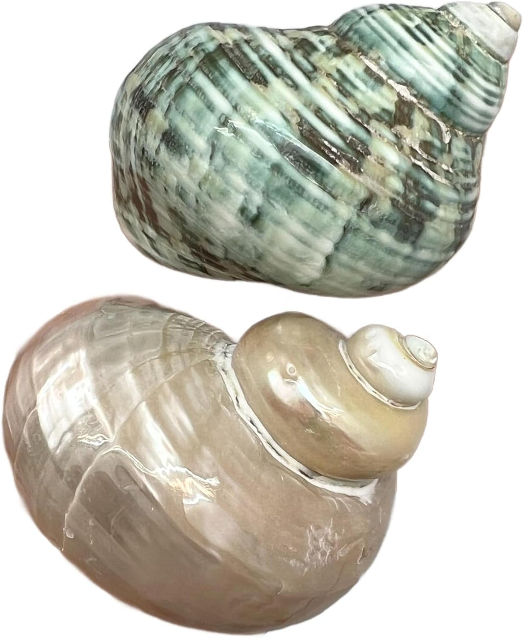 PEPPERLONELY 4 PC Natural Mixed Turbo Sea Shells, Hermit Crab Shells, 2 Inch ~ 2-1/4