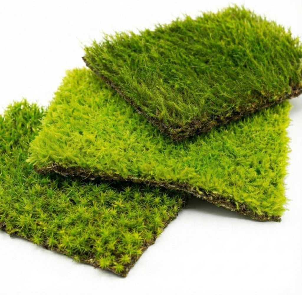 Live Moss Mat Terrarium Pack (3-Species Variety Pack) | Each Mat is 3.5"x7" | Three Different Living Moss Sheets for Terrariums, Vivariums & Bonsai