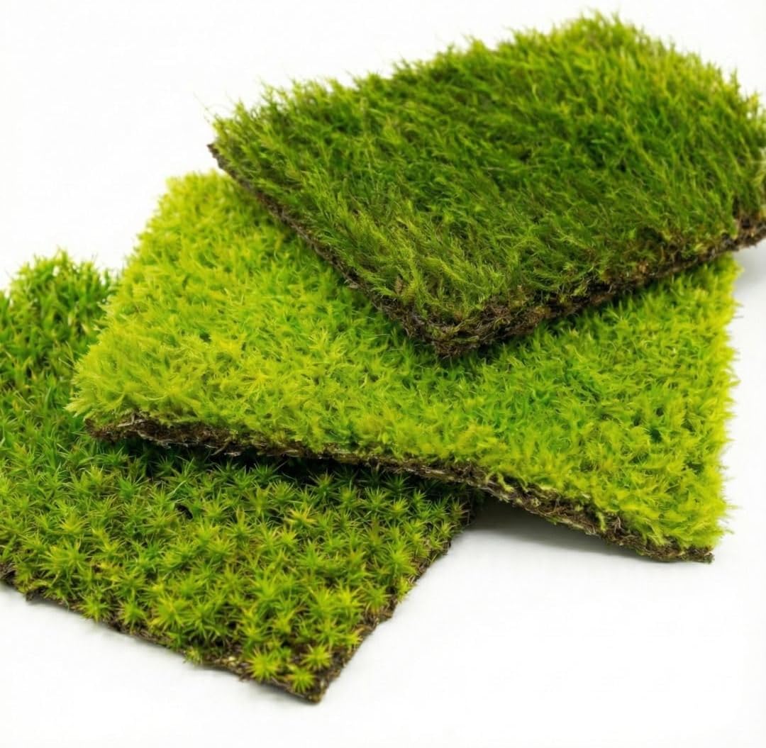 Live Moss Mat Terrarium Pack (3-Species Variety Pack) | Each Mat is 3.5"x7" | Three Different Living Moss Sheets for Terrariums, Vivariums & Bonsai