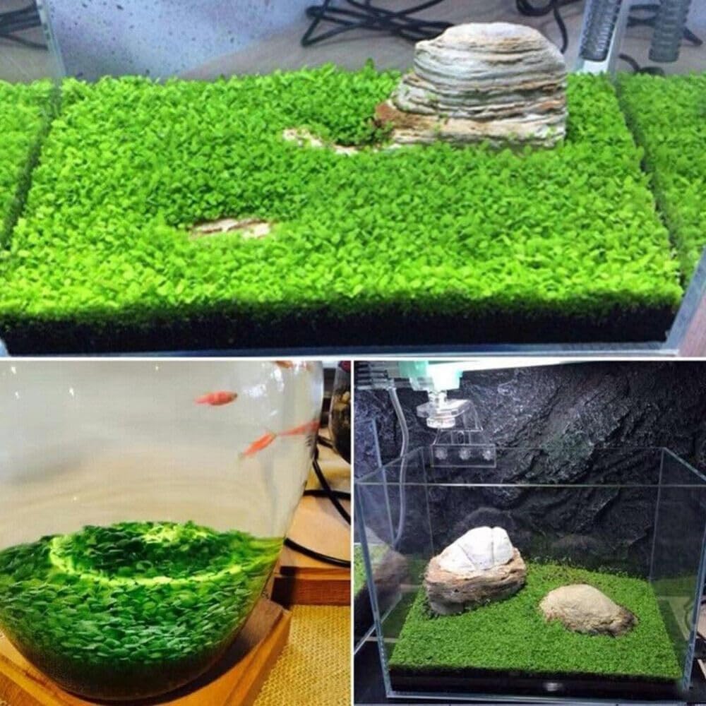 Freshwater Aquarium Decor, Easy Growing Dwarf Carpet for Fish Tank/Terrarium, Natural Aquatic Plant Growth Material – 1 Pack (Love Grass)