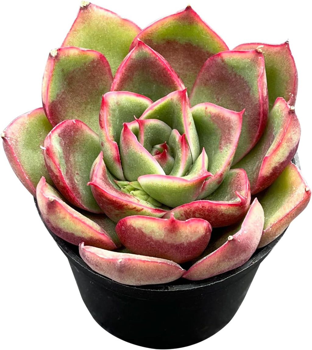 Sprout N Green Echeveria 'Paso Dobel', Live Rare Succulent Potted 2" Planter, Real House Plant for Party Favors Home Indoor Outdoor Garden Wedding Decoration DIY Projects