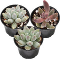 Sprout N Green Cute Succulents Collection, 3 Live Succulent Plant Fully Rooted in 2 inch Starter Pot, Home Office Indoor Outdoor Wedding Decoration DIY Projects Party Favor
