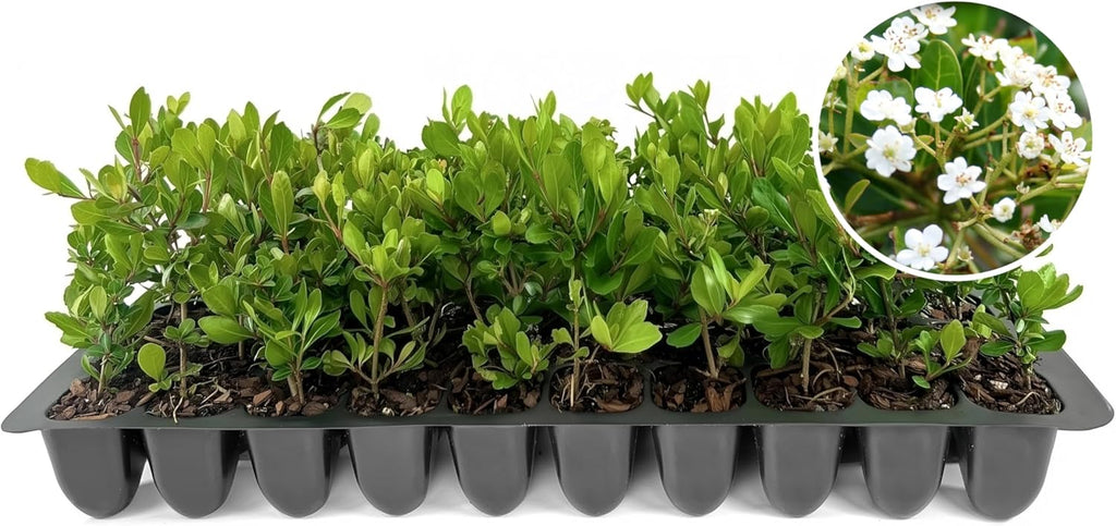 Viburnum Densa | 20 Live Plants | Viburnum Obovatum 'Densa' | Compact Evergreen Shrub | Low-Maintenance Privacy Plants for Landscaping