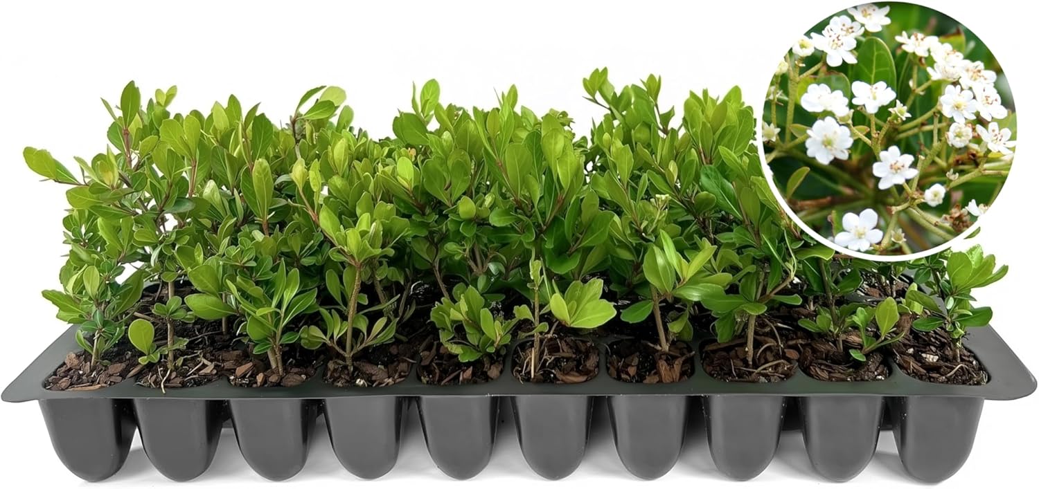 Viburnum Densa | 20 Live Plants | Viburnum Obovatum 'Densa' | Compact Evergreen Shrub | Low-Maintenance Privacy Plants for Landscaping