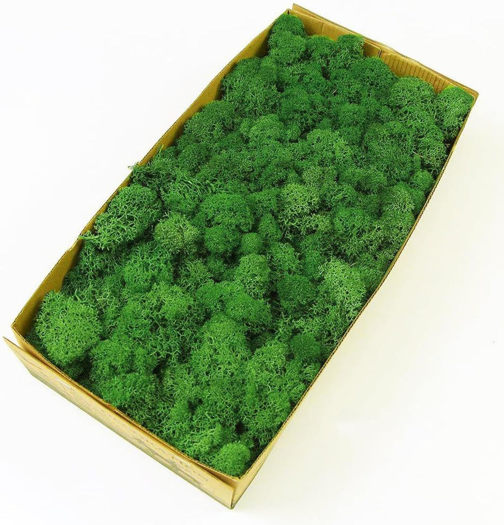 Preserved Reindeer Moss Natural Green DIY Kit Gardenning Art Wall Decor Florist Decor Easter Table Decor Wedding