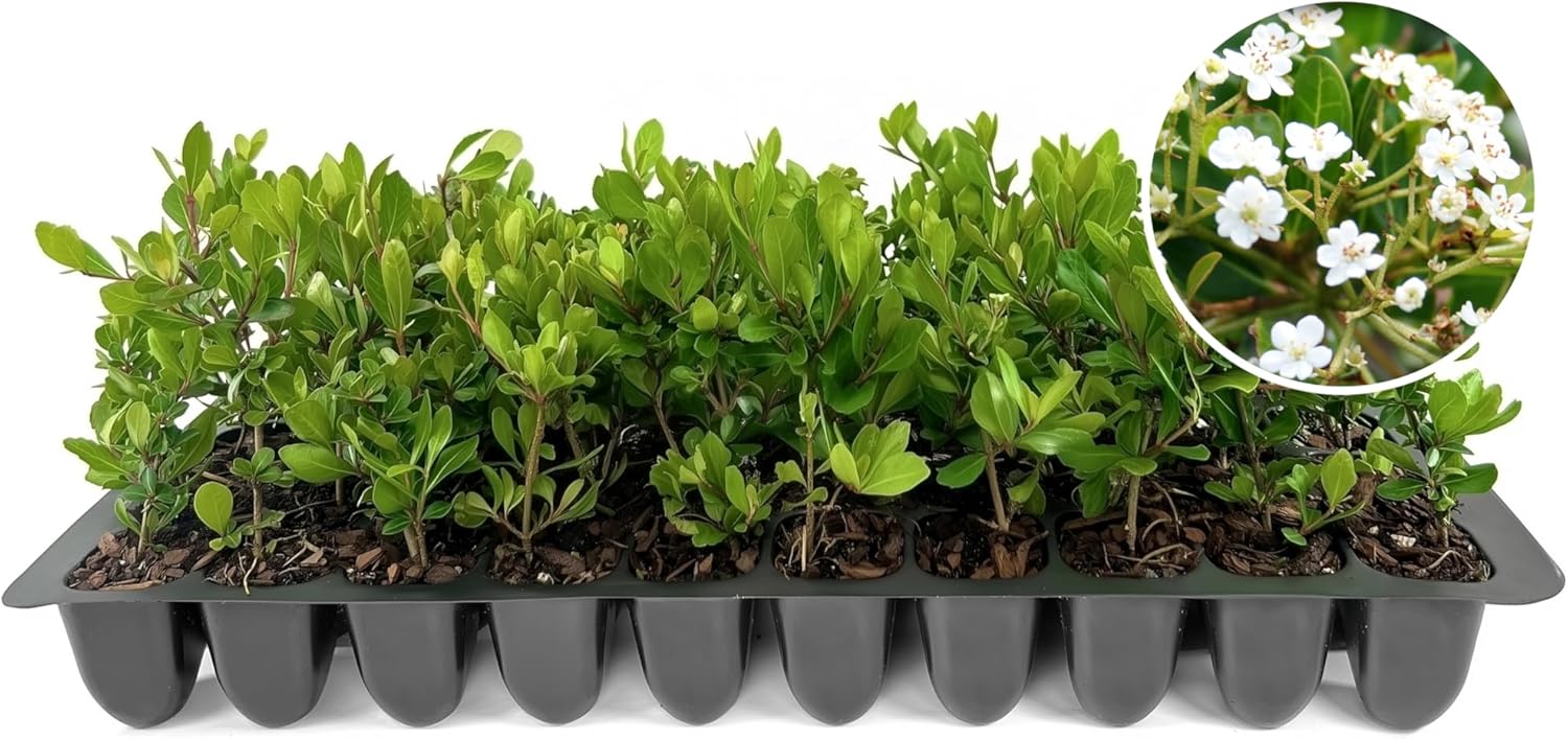 Viburnum Densa | 40 Live Plants | Viburnum Obovatum 'Densa' | Compact Evergreen Shrub | Low-Maintenance Privacy Plants for Landscaping
