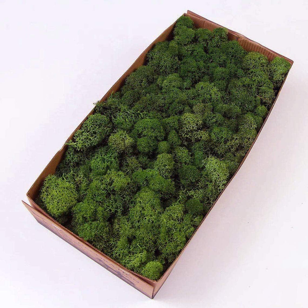 Preserved Reindeer Moss Natural Green DIY Kit Gardenning Art Wall Decor Florist Decor Easter Table Decor Wedding