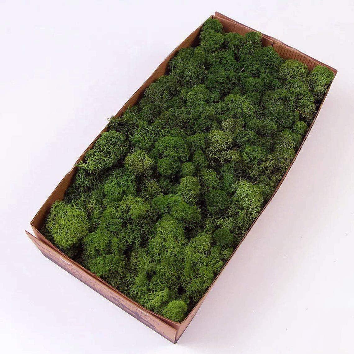 Preserved Reindeer Moss Natural Green DIY Kit Gardenning Art Wall Decor Florist Decor Easter Table Decor Wedding