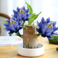 Lucky Wood Plant, Brazilian Wood Plants, About to Sprout, Small Indoor Plant, Office Desk Ornaments, Kitchen, Living Room, Home Decoration （Blue）