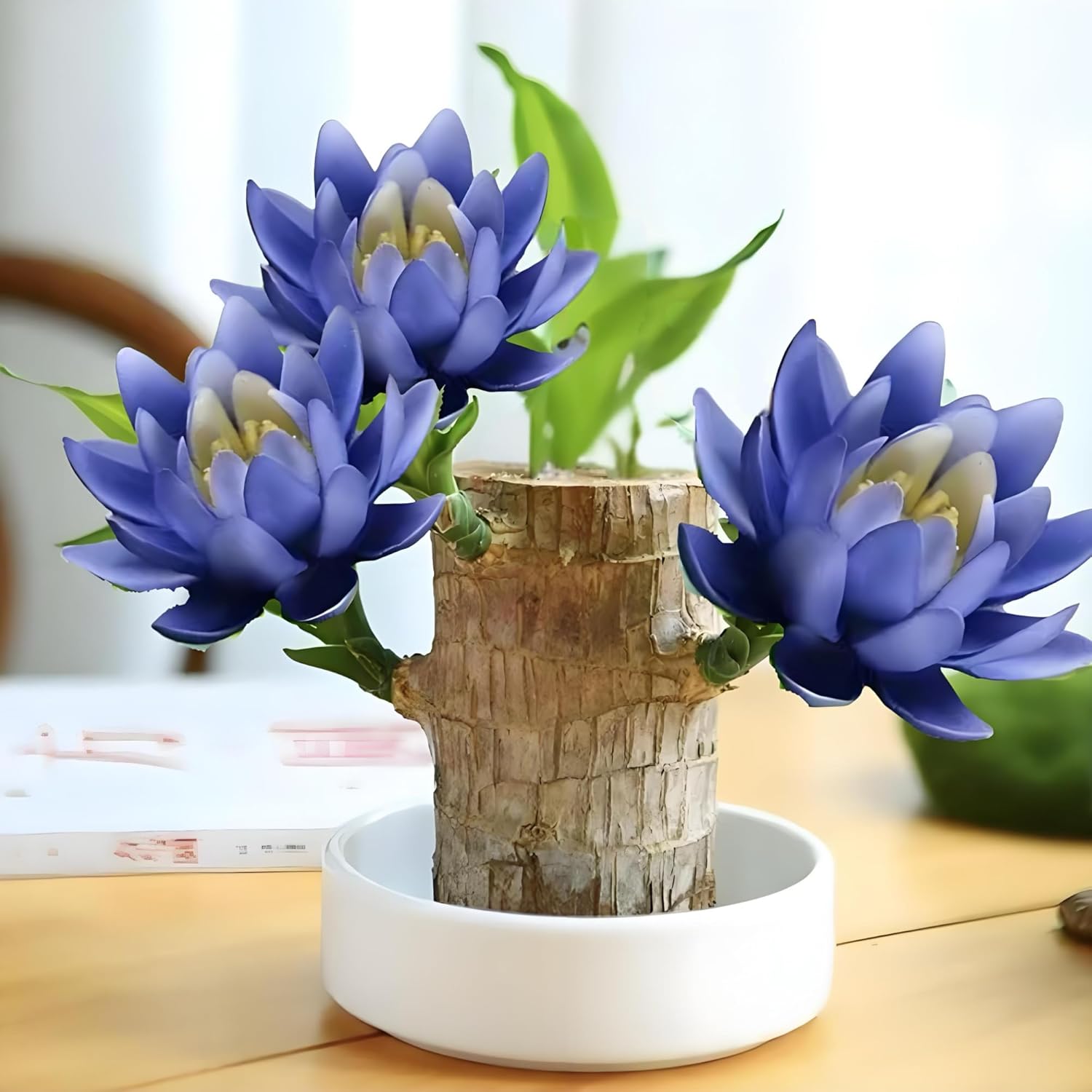 Lucky Wood Plant, Brazilian Wood Plants, About to Sprout, Small Indoor Plant, Office Desk Ornaments, Kitchen, Living Room, Home Decoration （Blue）