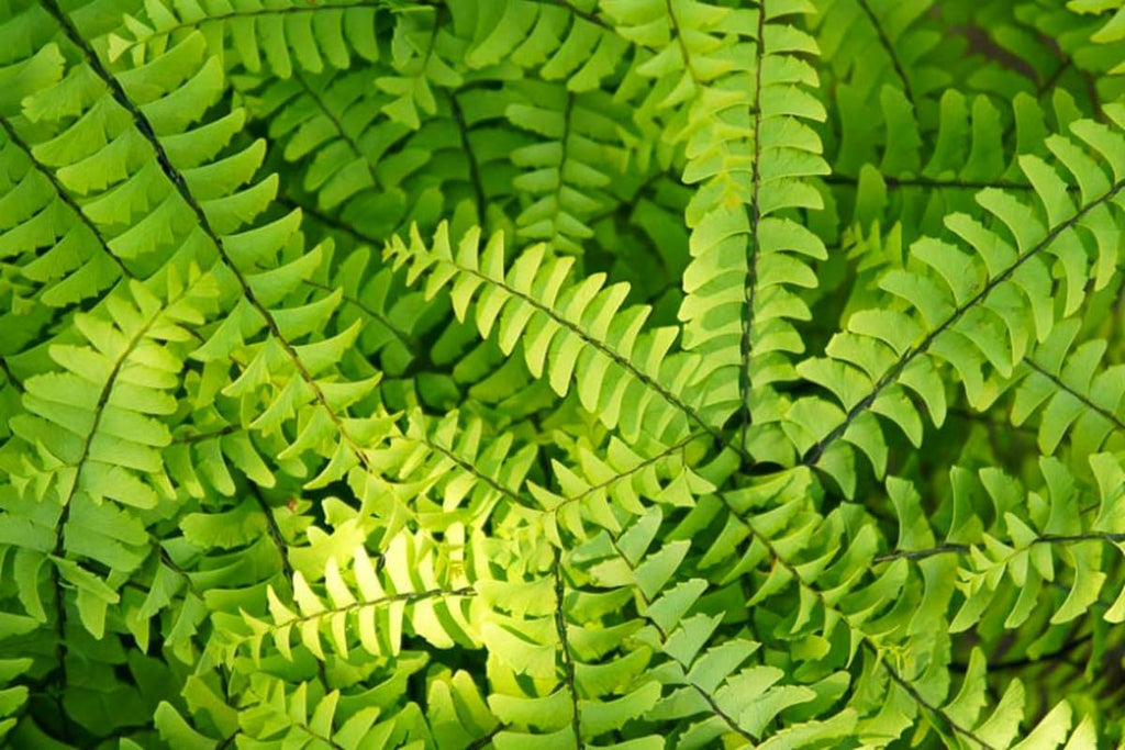 Live Maidenhair Fern Plant in 2.5 Inc Pot, Live Ground Cover Fern Plant for Growing