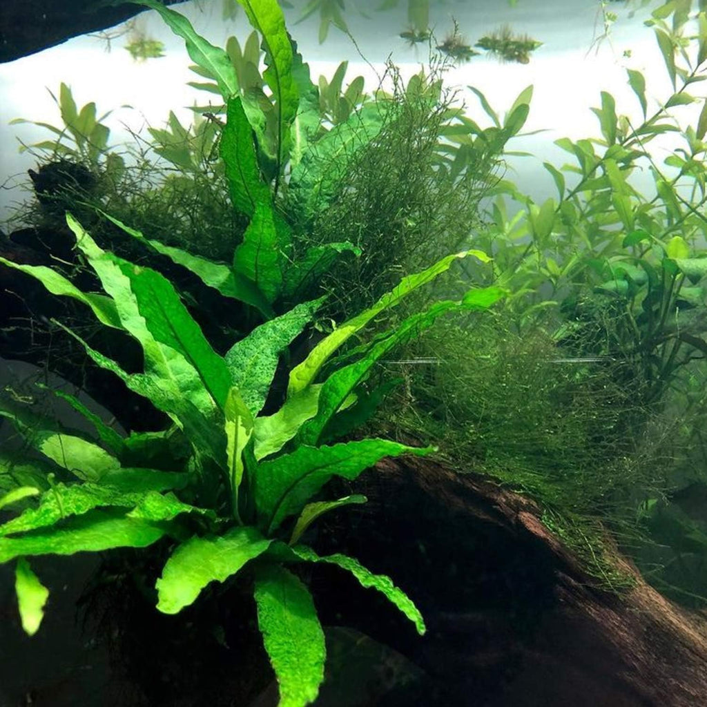 Microsorium Pteropus Java Fern Potted Live Aquarium Plant Tropical Freshwater Decorations BUY2GET1FREE