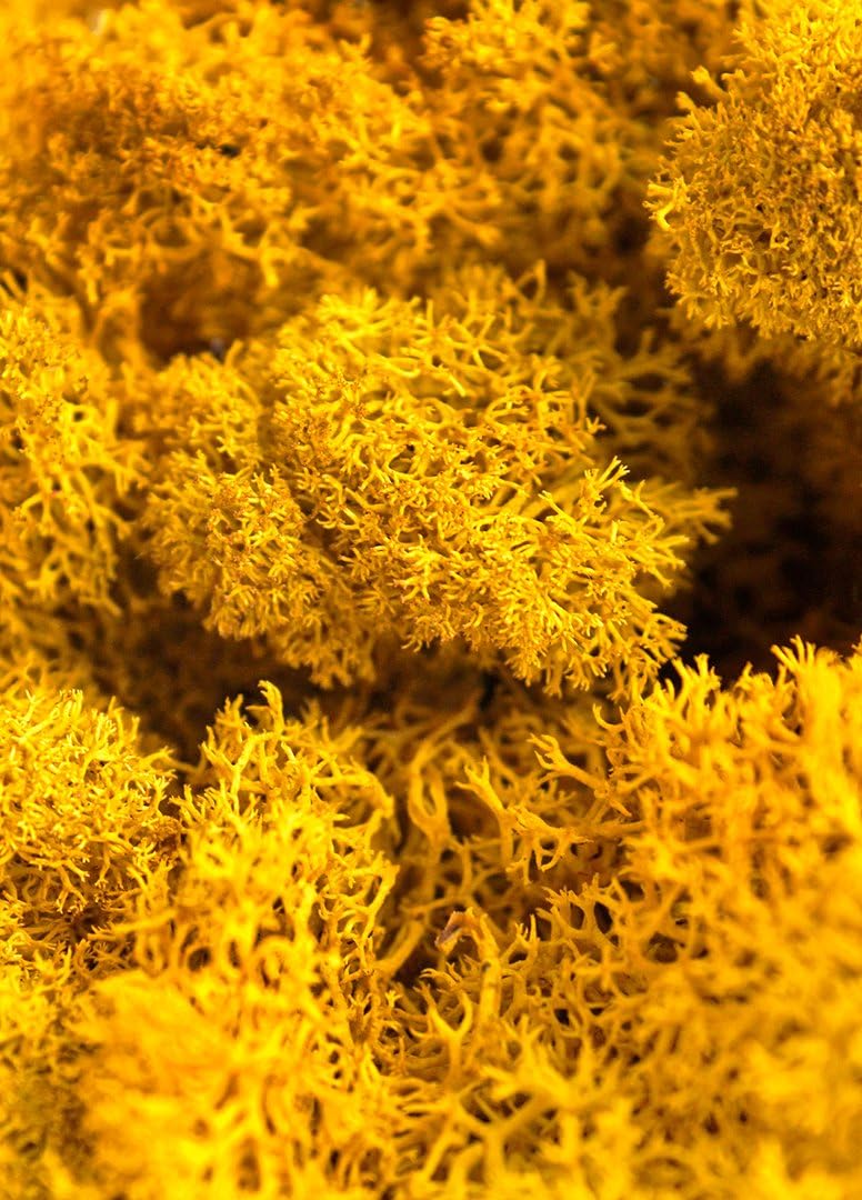 Super Moss (25151 Reindeer Moss Preserved, Mango, 3lbs