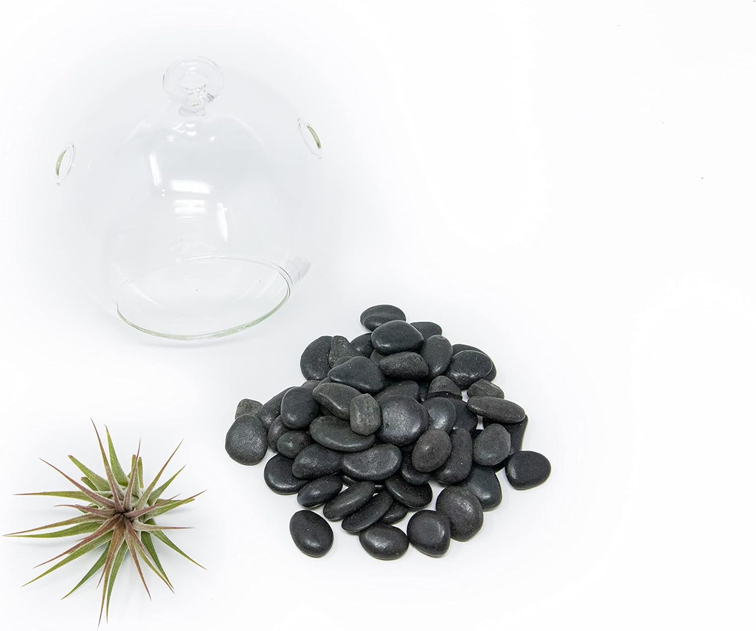 Stunning Flat Bottom Globe Plant Terrarium Kit - Small Assorted Air Plant and Black Stones in Propagation Jar - Home and Garden Decor Plants Pot - Easy Care Indoor and Outdoor Plants Vase
