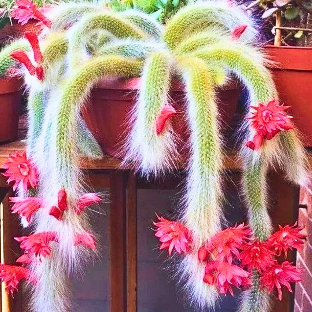 Monkey Tail Cactus Plant, Live Trailing Succulent Plant, 6 to 8 Inch for Gardening