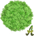 Preserved Reindeer Moss 3.5 OZ Green Natural for Crafts, DIY Gift Christmas Decor, Wall Art, Potted Plants, Floral Fake Moss for Easter Table Decor Wedding Decorative(3.5 OZ, Green)