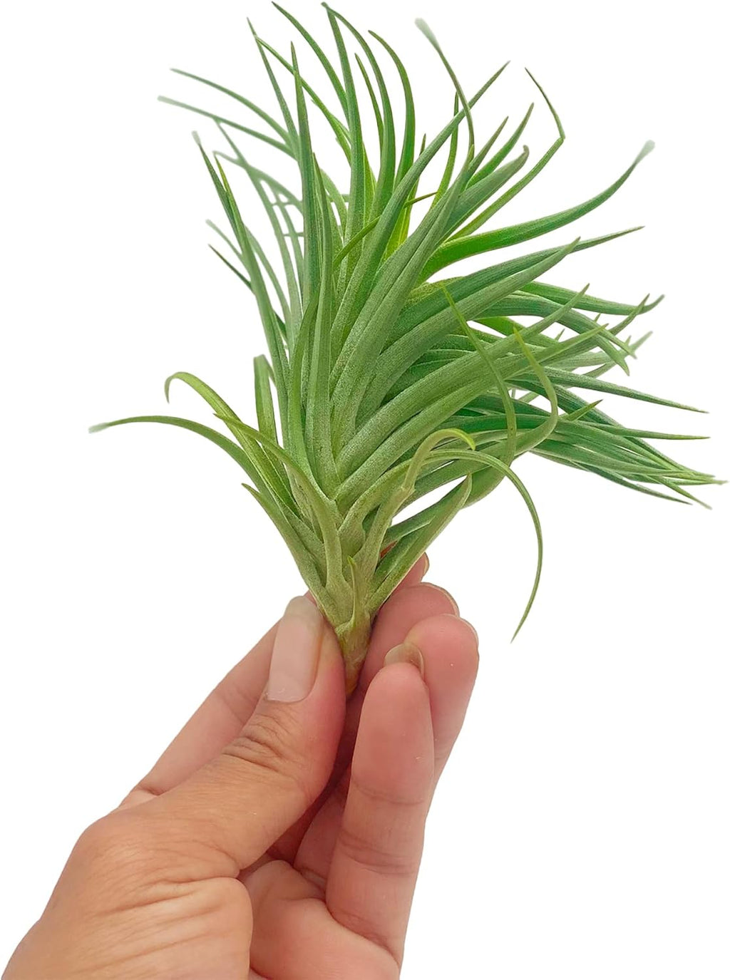 ragnaroc Air Plants - Flowering Tillandsia Pink Paske Large 5" - 2ct - Live Arrival Guaranteed - House Plants for Home Decor & Gift