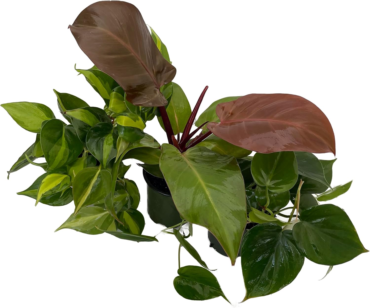 Philodendron Assortment - 3 Pack in 4" Pots