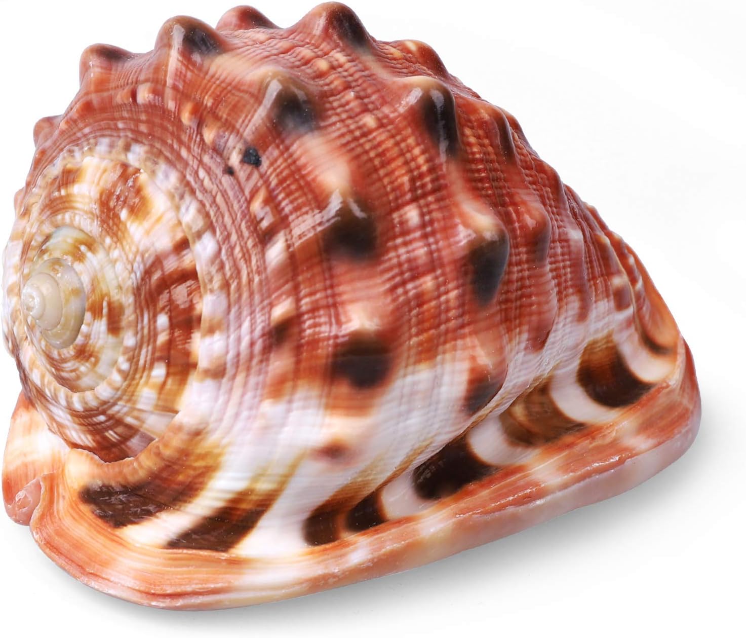 PPCLION 5" Large Natural Conch Shells Orange Seashells Great for Beach Theme Party, Home Decorations,DIY Crafts, Fish Tank, Air Plant