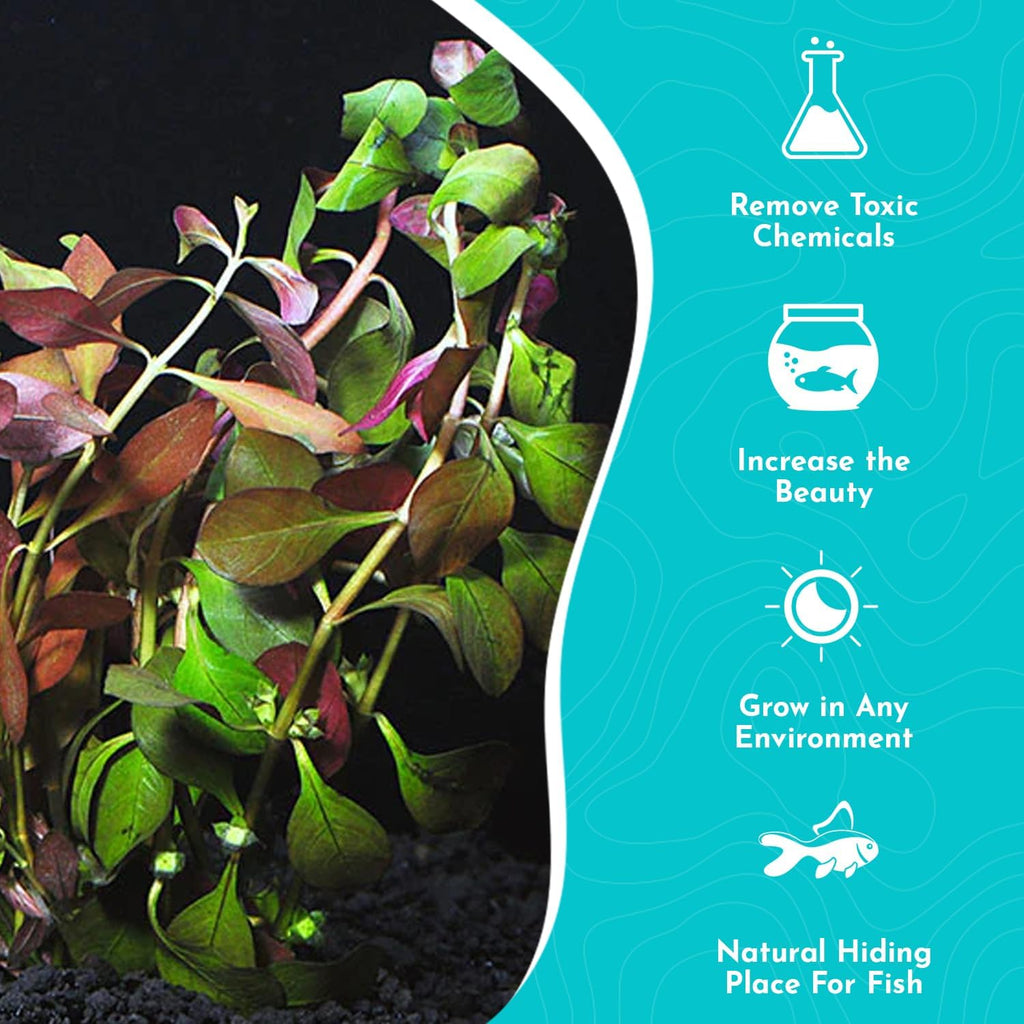 Ludwigia Repens Super Red Mini - Live Aquarium Plants - Easy Care Stem Plant for Fish Shrimp, & Planted Aquariums - Ideal Background, Midground Plant with Stunning Color - 3 Pack