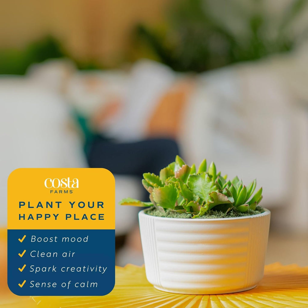 Costa Farms Live Succulent Garden Collection, Live Succulent Plants in Décor Pot, New House Plant Gift, Son, Room and Zen Garden Décor, 6-Inches Tall
