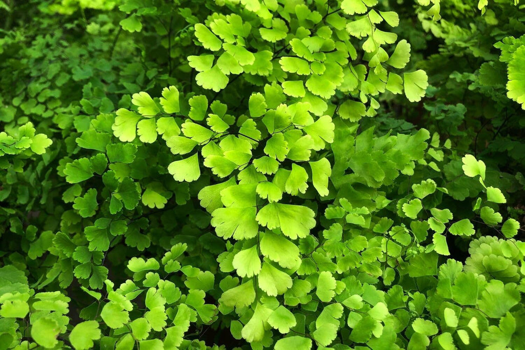 20 Roots of Maidenhair Fern, Fern Plants Live, Live Fern Plants, Fern Plant Seedlings, Fern Rhizomes for Planting, 20 Roots