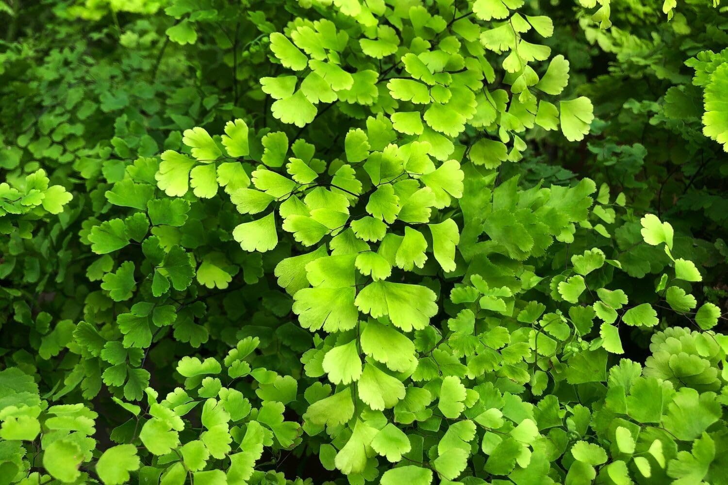 20 Roots of Maidenhair Fern, Fern Plants Live, Live Fern Plants, Fern Plant Seedlings, Fern Rhizomes for Planting, 20 Roots
