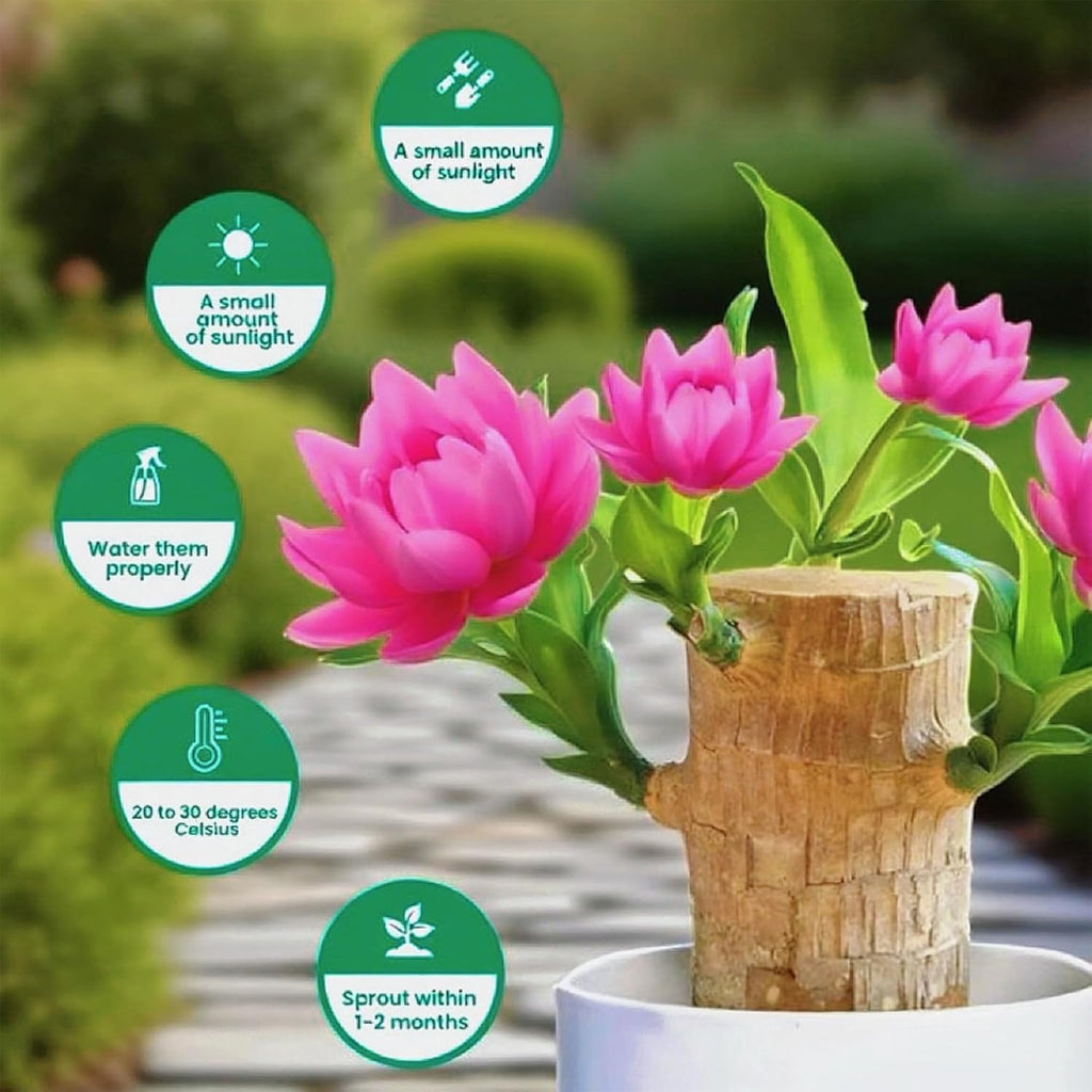 Lucky Wood Plant, Small Indoor Plant, Brazilian Wood Plants, About to Sprout, Office Desk Ornaments, Kitchen, Living Room, Home Decoration（Light Pink）