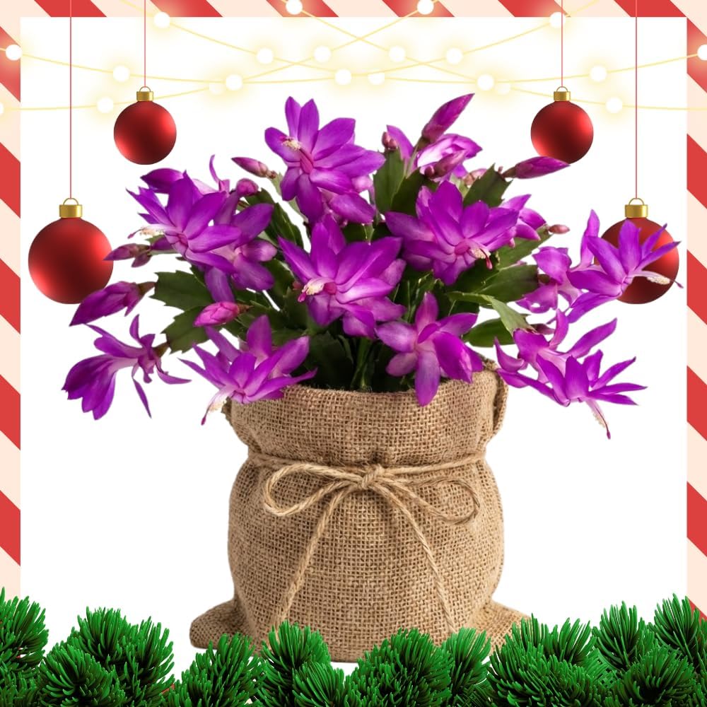 Purple Christmas Cactus Plant, Well Rooted Flowering Cactus Live in 4'' Pot, Indoor Outdoor Planting