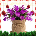 Purple Christmas Cactus Plant, Well Rooted Flowering Cactus Live in 4'' Pot, Indoor Outdoor Planting