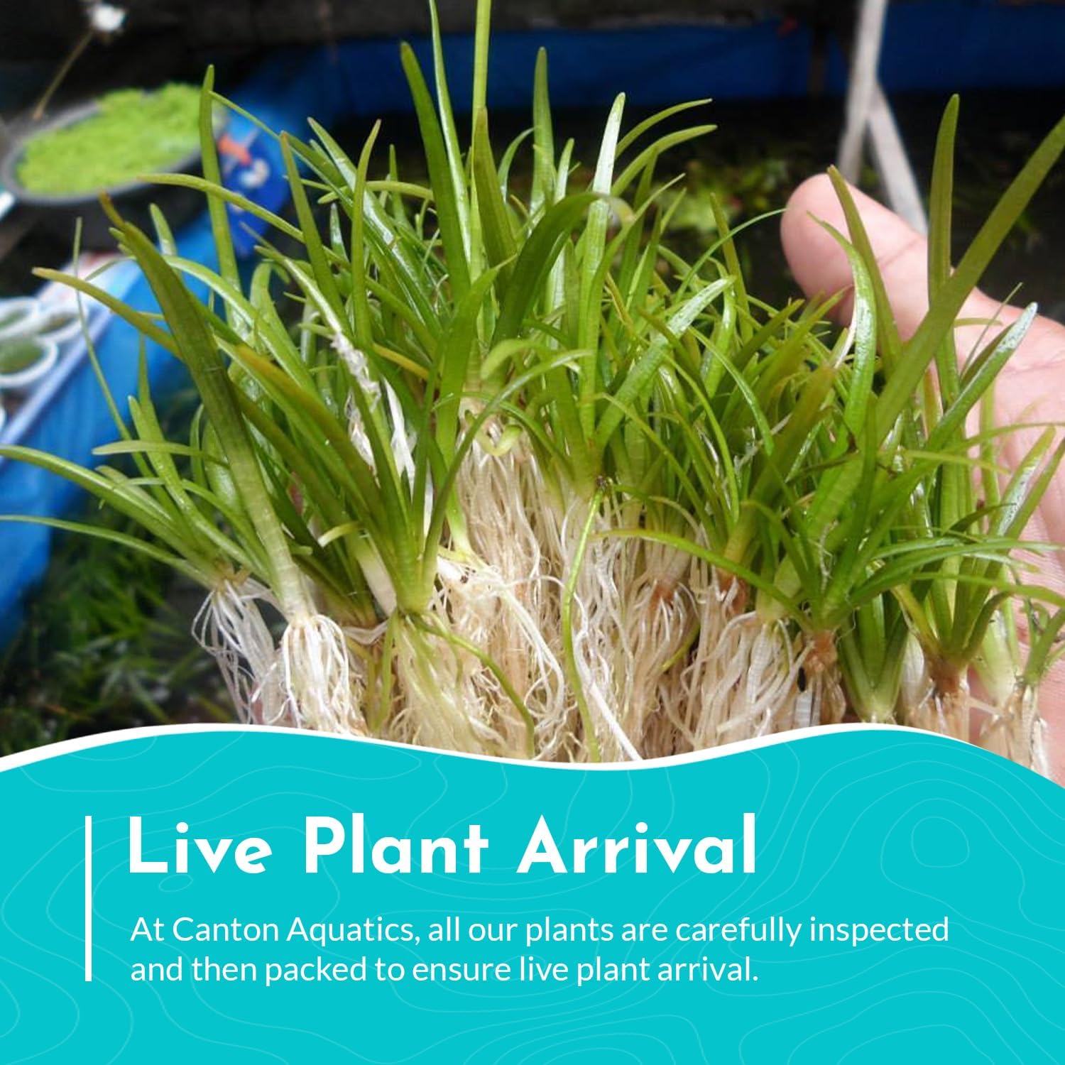 Dwarf Sagittaria (Subulata) Bundle - Easy Grow - Rooted Carpet Plants - Foreground Positioning - All Natural & Organic Aquatic Plant - Long Lasting & Easy to Care