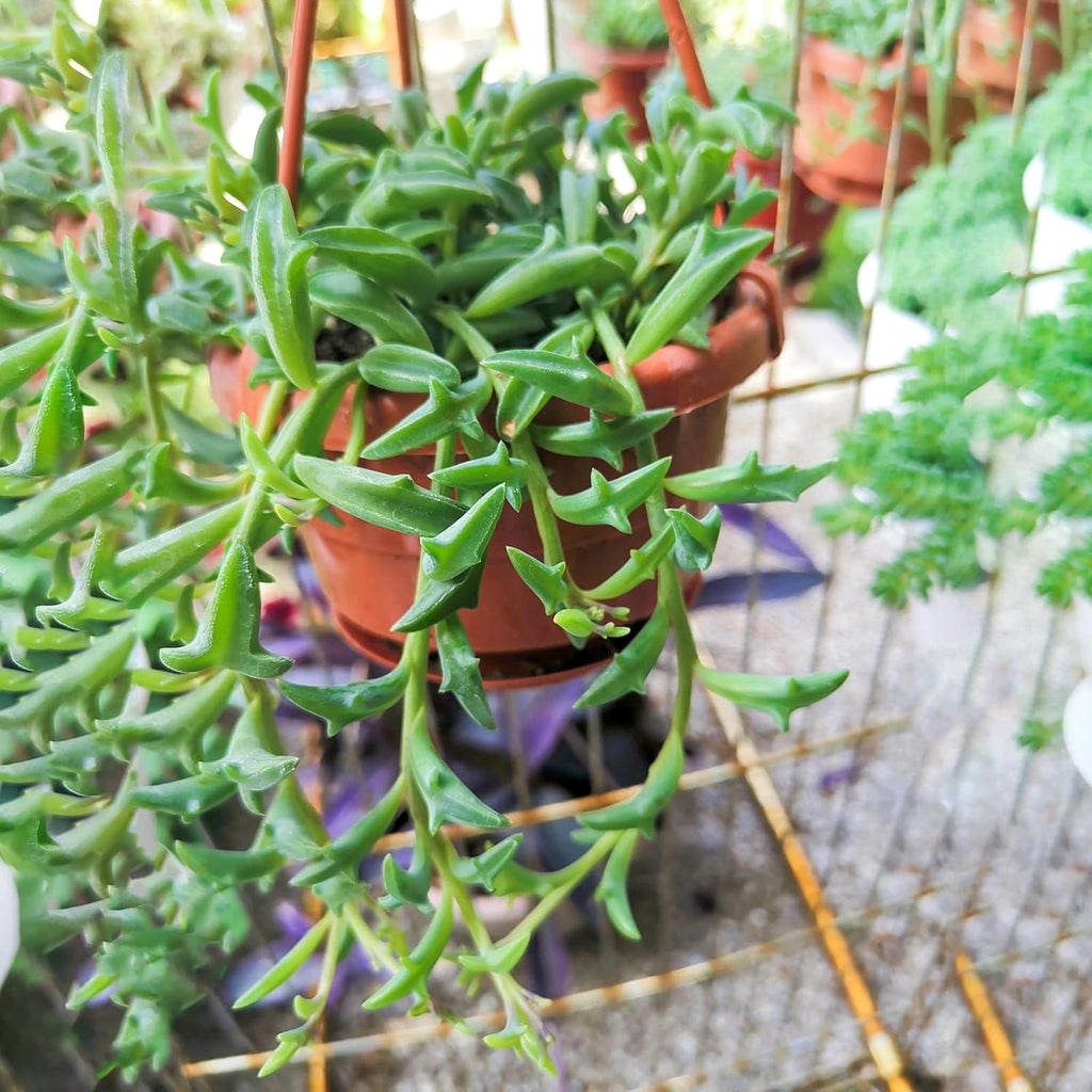 String of Dolphins in 4 inch Green Stripe Pot, Live Succulent Plant Fully Rooted in Pots with Soil, Rare House Plant for Home Office Wedding Decoration DIY Projects Party