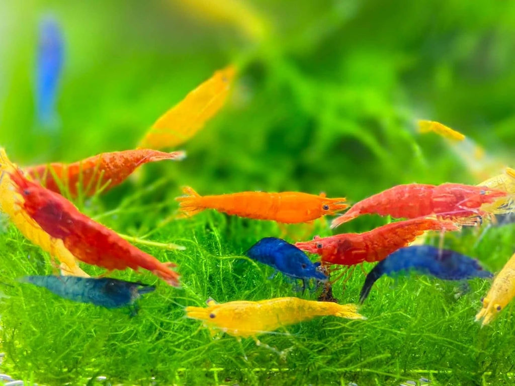 7 Yellow, 7 Fire Red & 7 Blue Dream Three Mix Colors Live Shrimps Freshwater Shrimp High Grade Live Shrimps – Freshwater Shrimp Aquarium Inverts – with Live Arrival Guarantee (Pack of 21+)