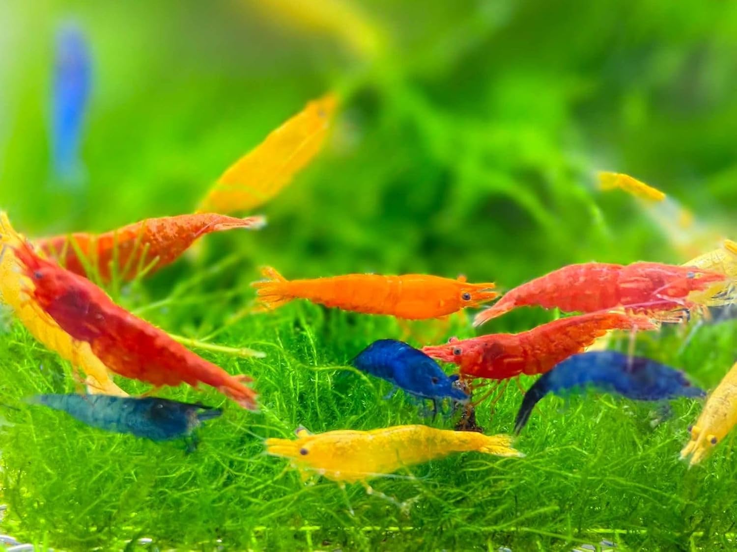 7 Yellow, 7 Fire Red & 7 Blue Dream Three Mix Colors Live Shrimps Freshwater Shrimp High Grade Live Shrimps – Freshwater Shrimp Aquarium Inverts – with Live Arrival Guarantee (Pack of 21+)