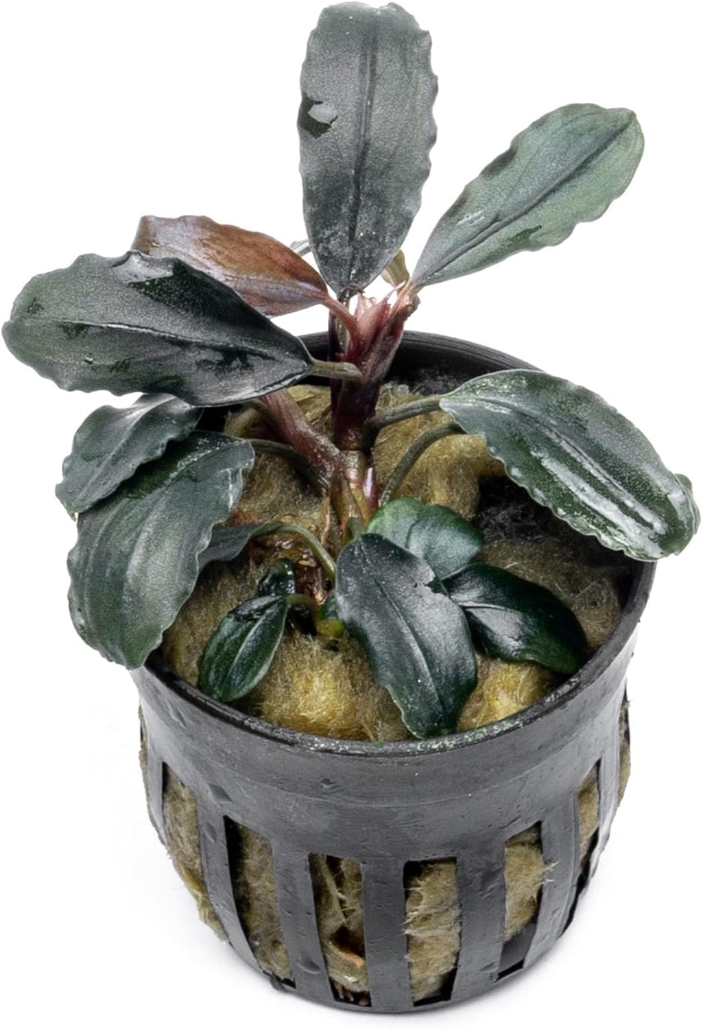 SubstrateSource Bucephalandra Rainbow Marble Potted Live Aquarium Plant - Natural Freshwater Fish Tank Decorations, Aquatic Décor