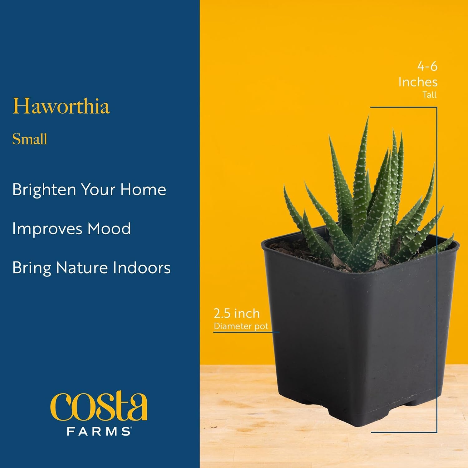 Costa Farms Haworthia Live Plant | Potted in Cute Succulent Pot | 6-Inches Tall | Unique Gift for Housewarming | Home and Living Room Decor