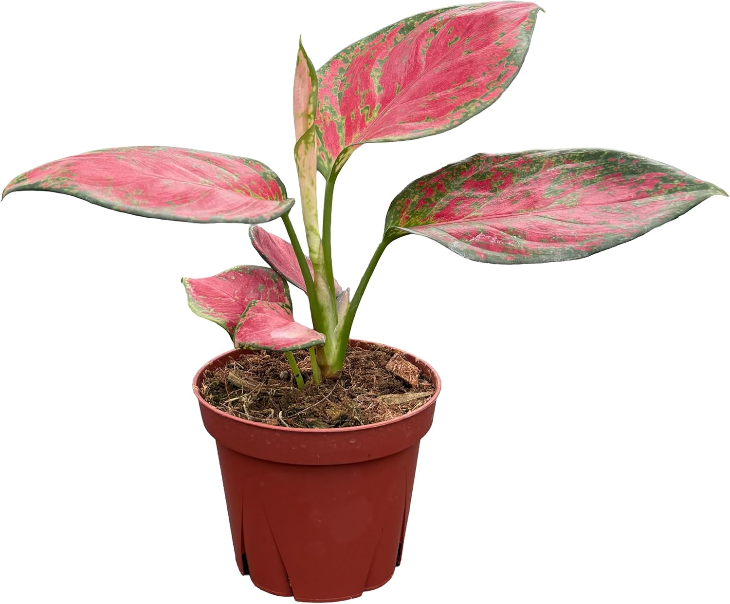 CoollectivePlants Aglaonema Richard – Aglaonema Live Plant in 4” Growers Pot | Chinese Evergreen Live Houseplant with Green & Cream Variegated Leaves | Easy Low Light Indoor Plant