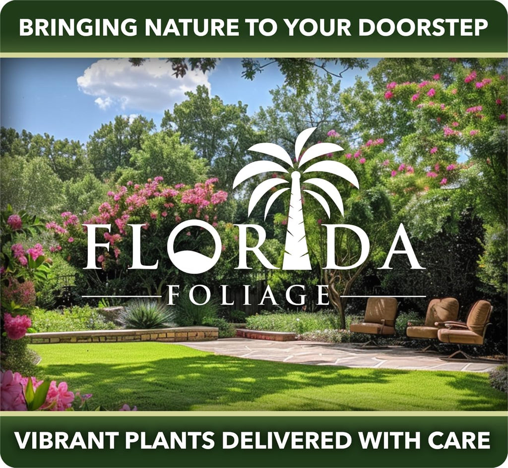 Coconut Palm | 3 Large Gallon Size Plants | Cocos nucifera | Tropical Landscaping, Indoor Tree, Patio Specimen, Air Purifying, Low Maintenance, Fast Growing, Exotic Houseplant, Lush Foliage