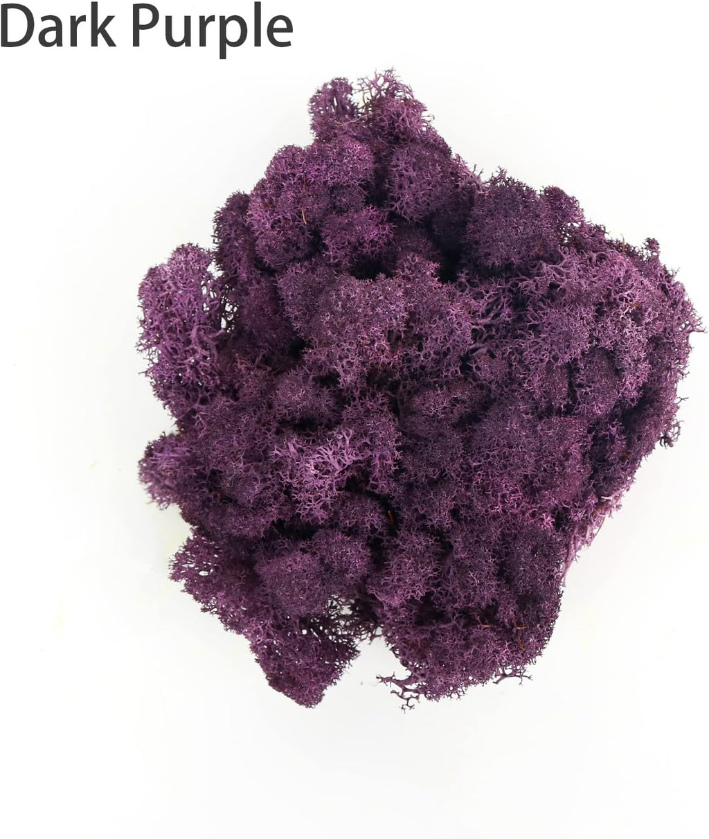 Amoueterno Preserved 4 Color Reindeer Moss,Total 14OZ Each Color 3.5OZ, Natural Real Moss, DIY Kit Crafts Art Wall Decor Florist Decor,Purple