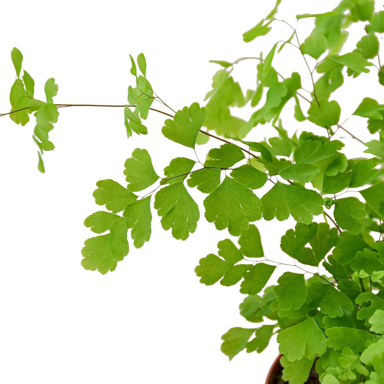 Maidenhair Fern Live Plant for Indoor | Different Houseplants in 4'' & 6'' Pot | Real House Plant for Living Room, Office, Desk & Bathroom | Black Southern | Venus Hair Fern