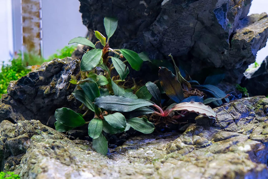SubstrateSource Bucephalandra Brownie Blue Potted Live Aquarium Plant - Natural Freshwater Fish Tank Decorations, Aquatic Décor