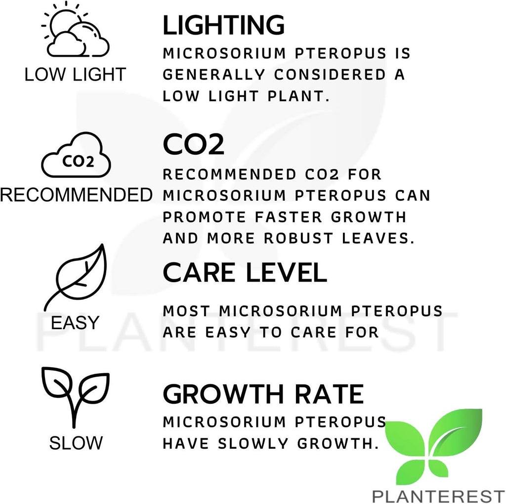 Microsorium Pteropus Java Fern Potted Live Aquarium Plant Tropical Freshwater Decorations BUY2GET1FREE