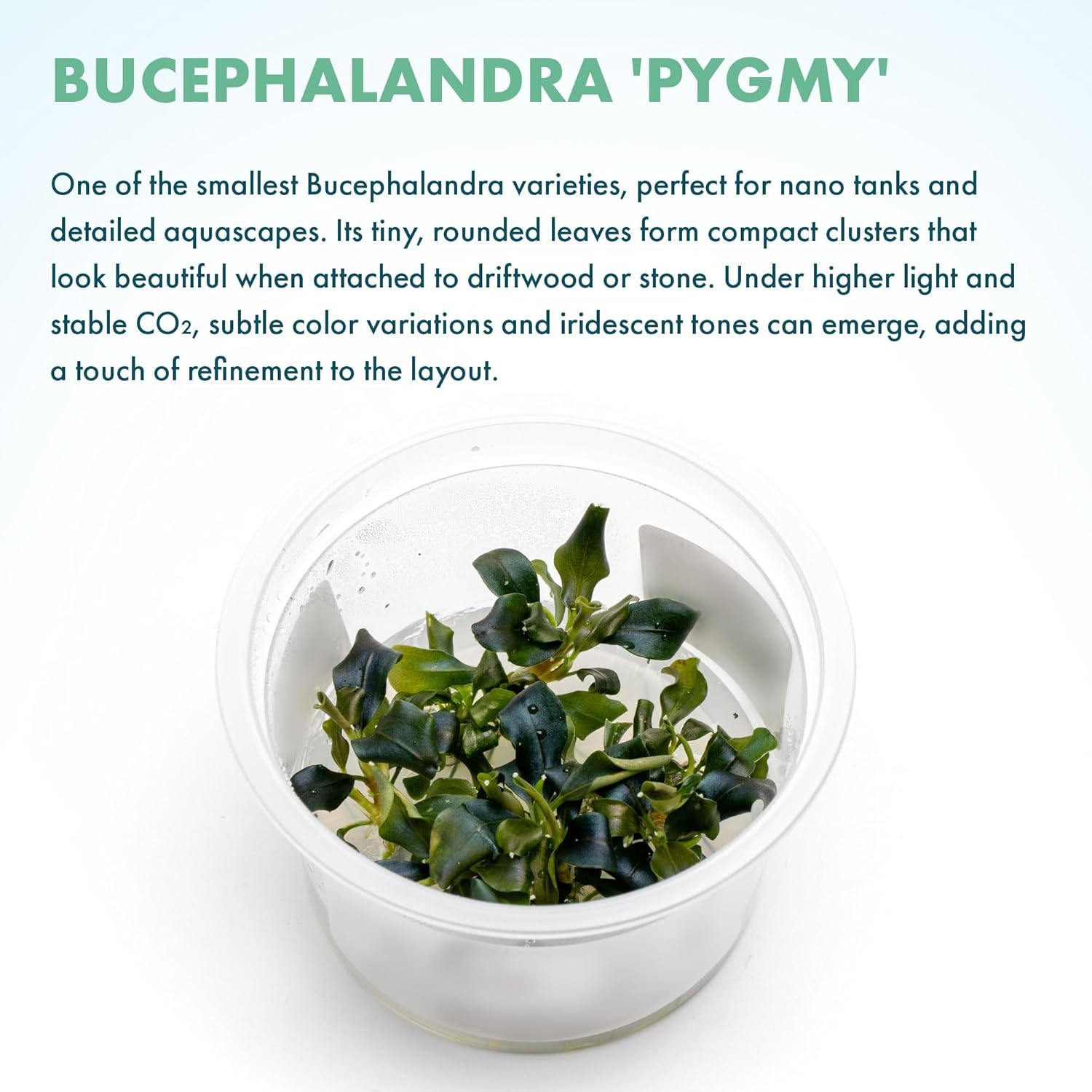 SubstrateSource Live Plants – Bucephalandra 'Pygmy' (Bucephalandra sp. 'Pygmy') – Low to Moderate Light, Deep Green Iridescent Color, Foreground to Midground, Rhizome – Tissue Culture, 1 Pack