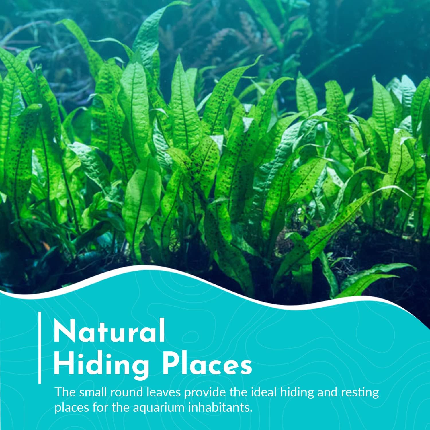 Live Java Fern Microsorum Pteropus on Mat Plant - Great for Modern Aquariums - Provides Shelter to Baby Fish - Fast Growth, Long Lasting & Easy to Care Aquatic Plants - Full Mat,Green