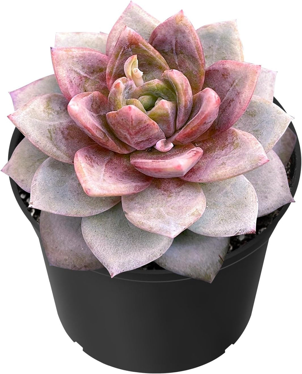 Sprout N Green Echeveria 'German Champagne', Live Succulent Fully Rooted in 2 inch Starter Pot, House Plant for Indoor Outdoor Home Office Wedding Decoration Party Favor
